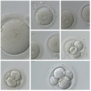 El futuro de la reproducción humana